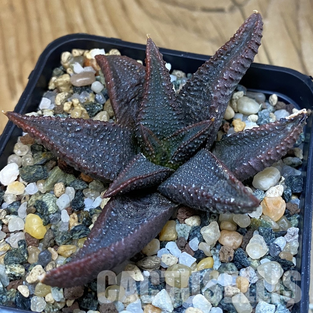 SH28879 Haworthia koelmaniorum - Image 2
