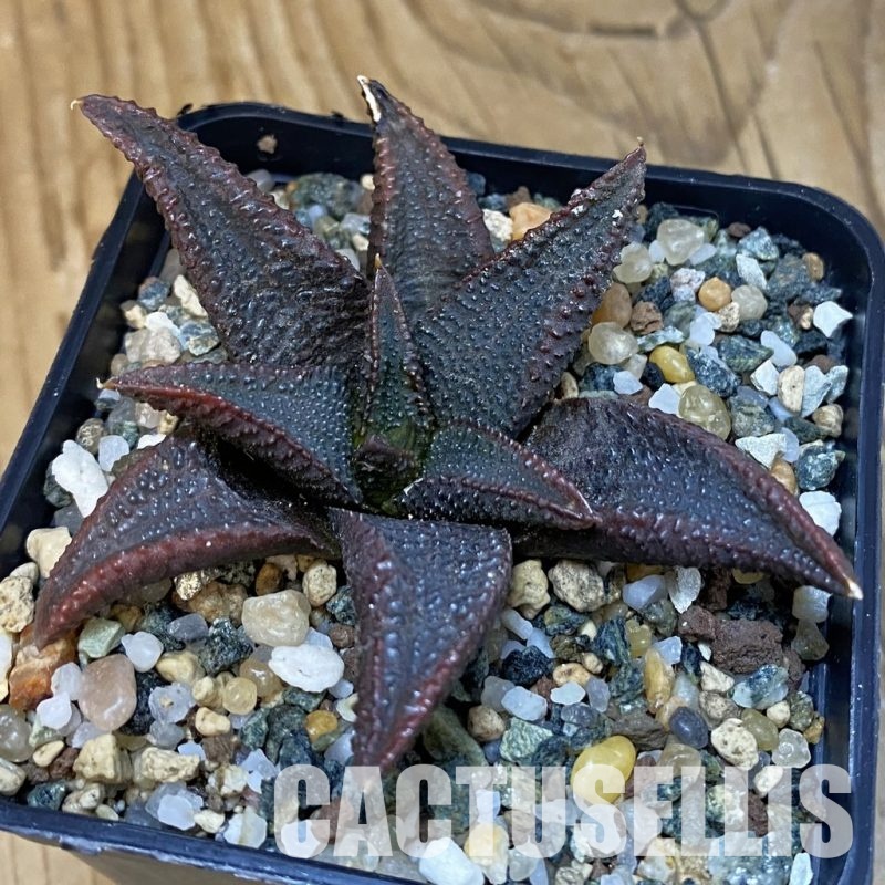 SH28879 Haworthia koelmaniorum