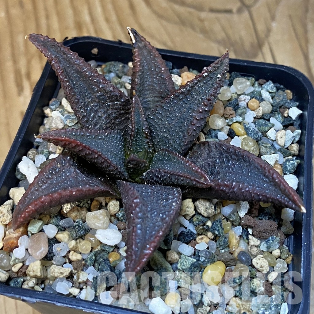 SH28879 Haworthia koelmaniorum