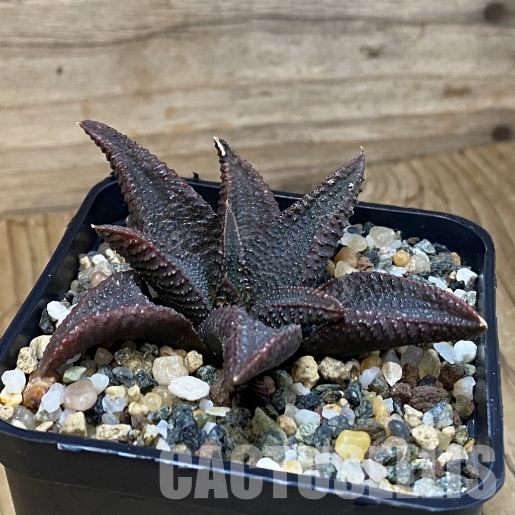SH28879 Haworthia koelmaniorum - Image 3