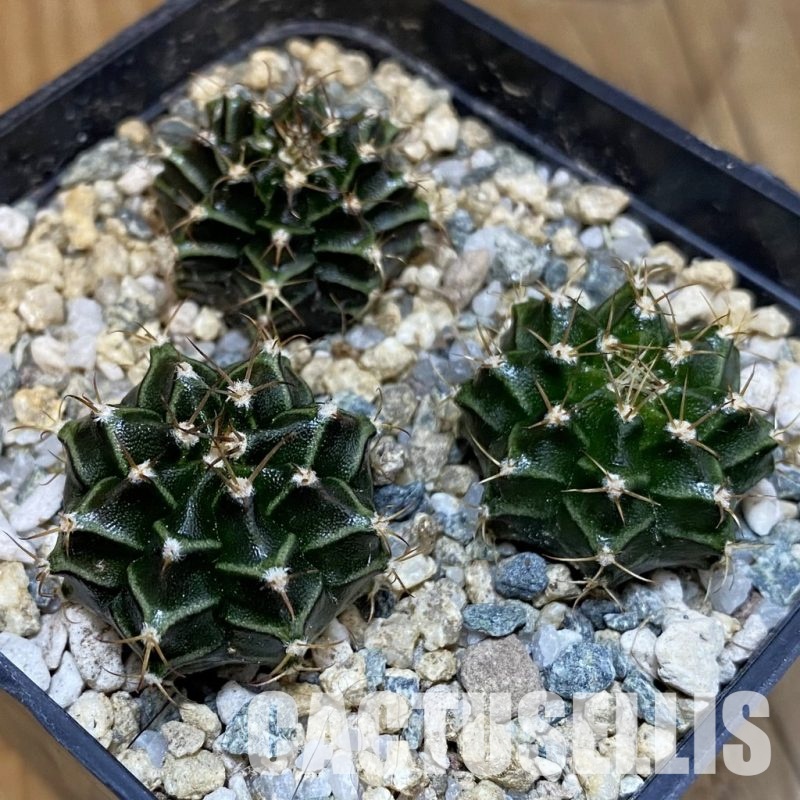 SH28880 Gymnocalycium mihanovichii, 3 plants