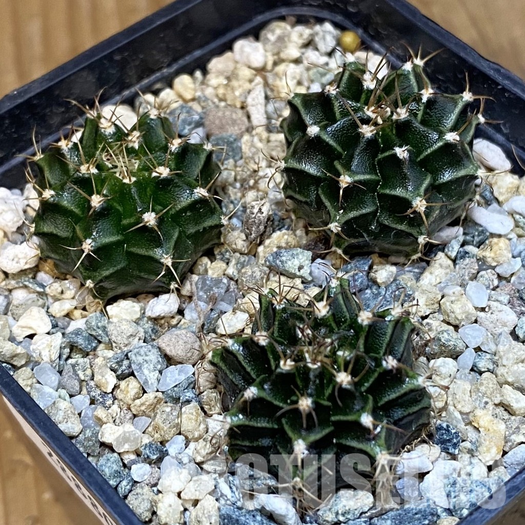 SH28880 Gymnocalycium mihanovichii, 3 plants - Image 2