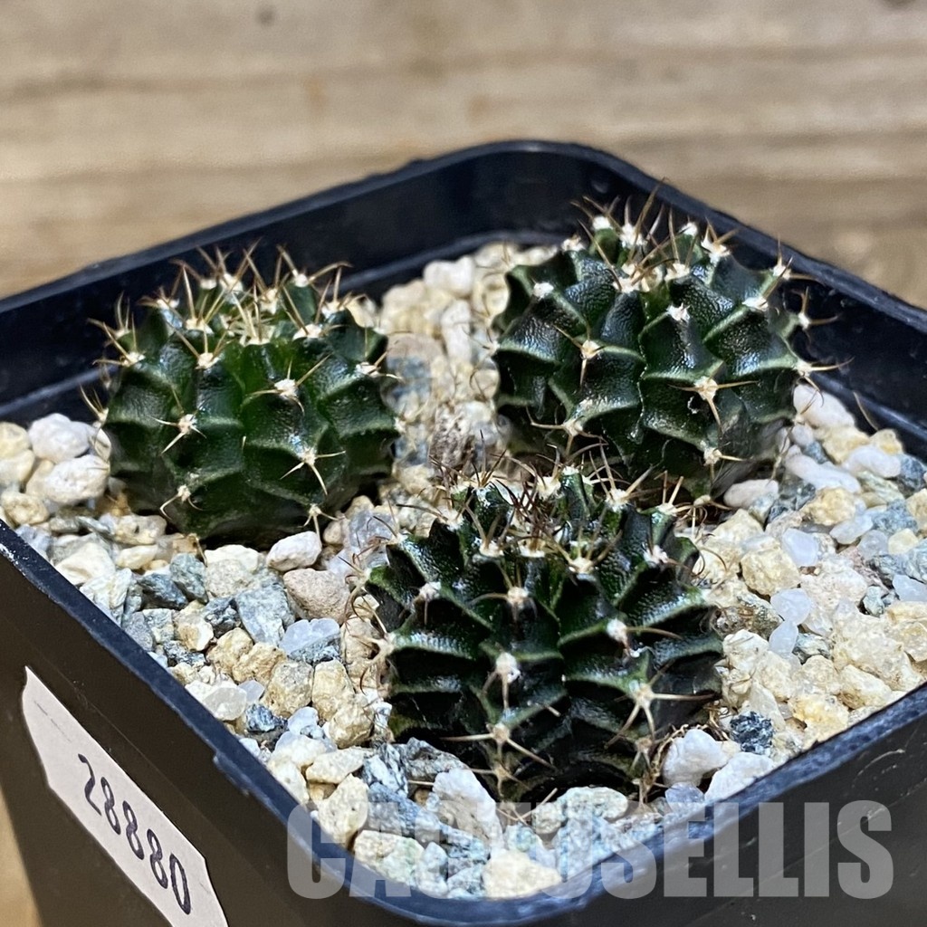 SH28880 Gymnocalycium mihanovichii, 3 plants - Image 3