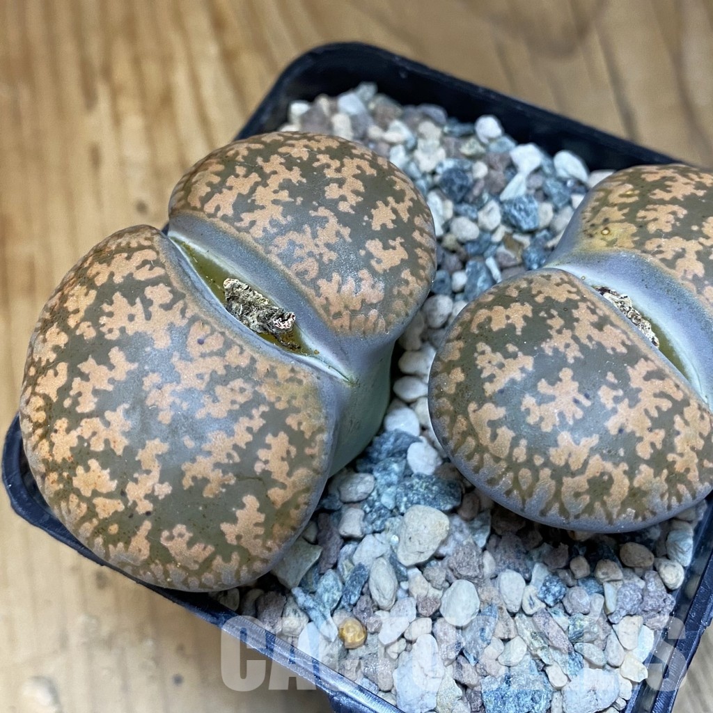SH28881 Lithops lesliei, 10 years old - Зображення 2