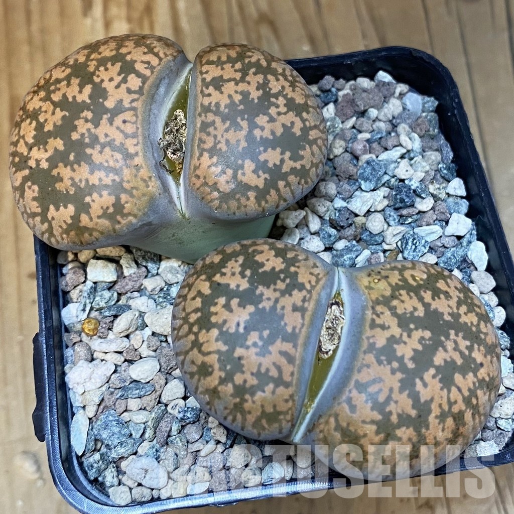 SH28881 Lithops lesliei, 10 years old