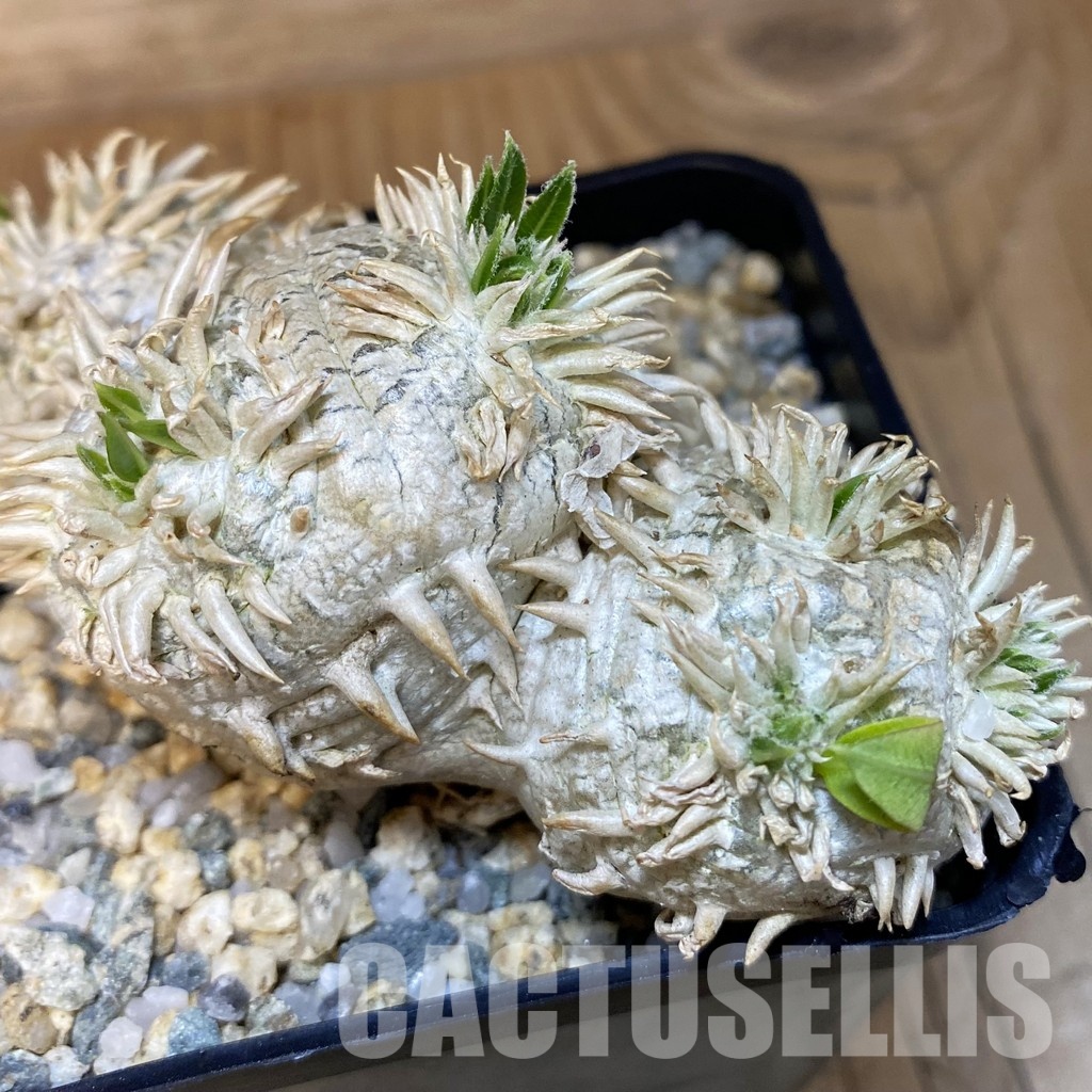 SH28882 Pachypodium brevicaule, own roots - Зображення 2