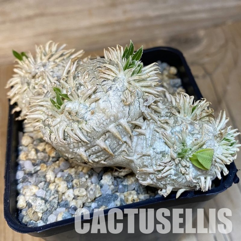 SH28882 Pachypodium brevicaule, own roots