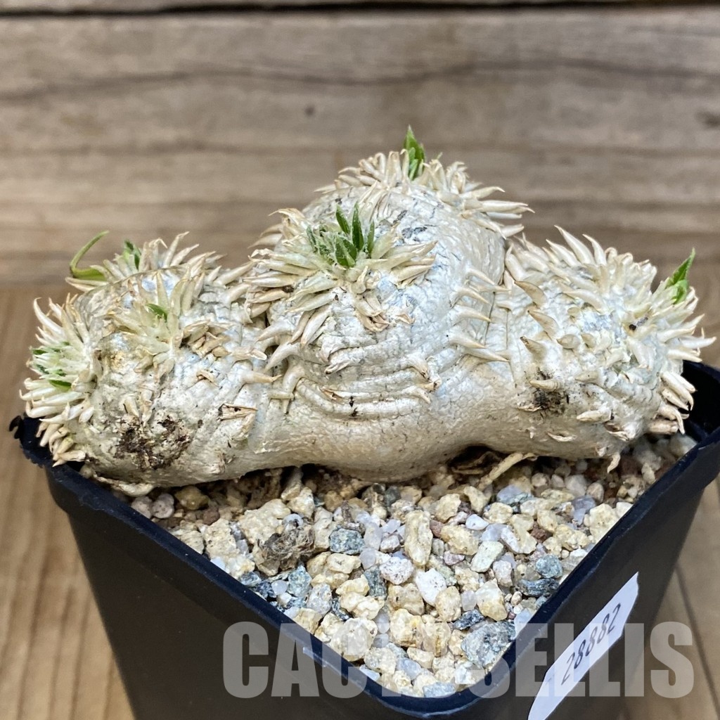 SH28882 Pachypodium brevicaule, own roots - Зображення 4