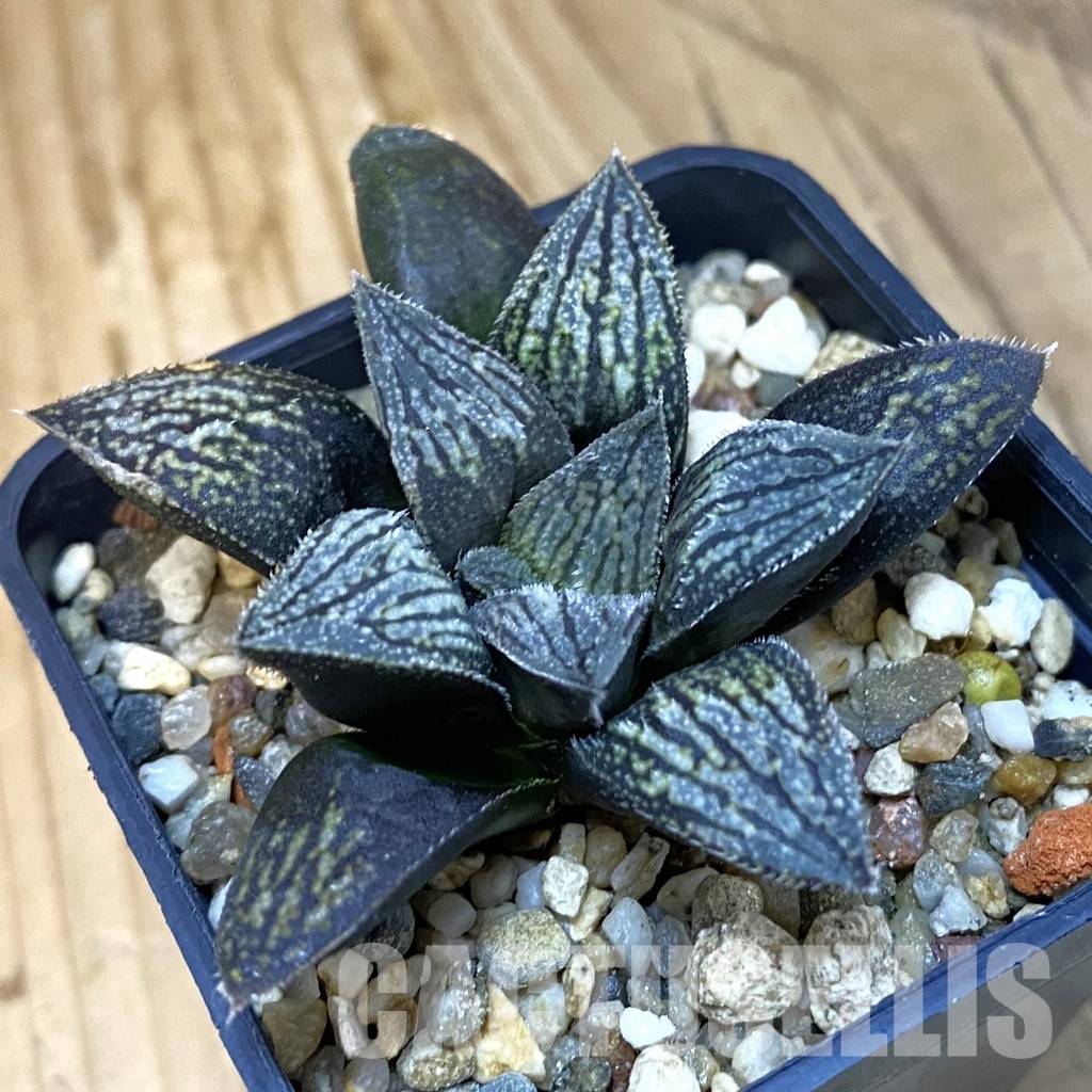 SH28808 Haworthia splendens 'Hakuja'