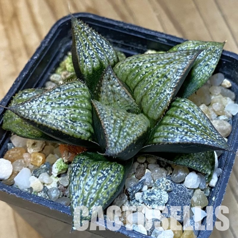 SH28814 Haworthia magnifica v. splendens GM 456
