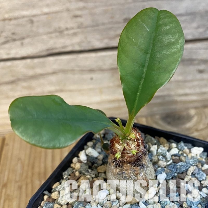 SH28883 Euphorbia ramena