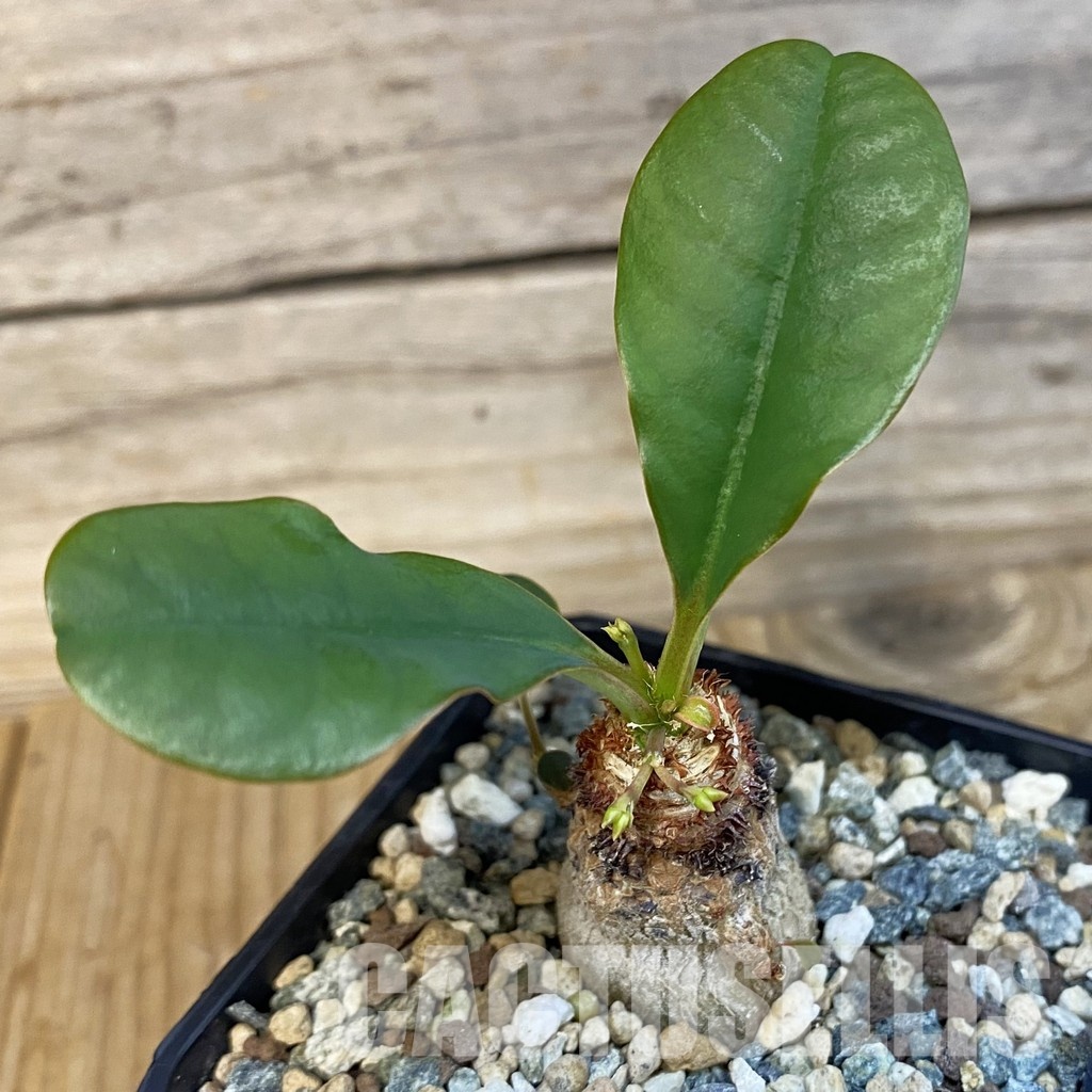 SH28883 Euphorbia ramena