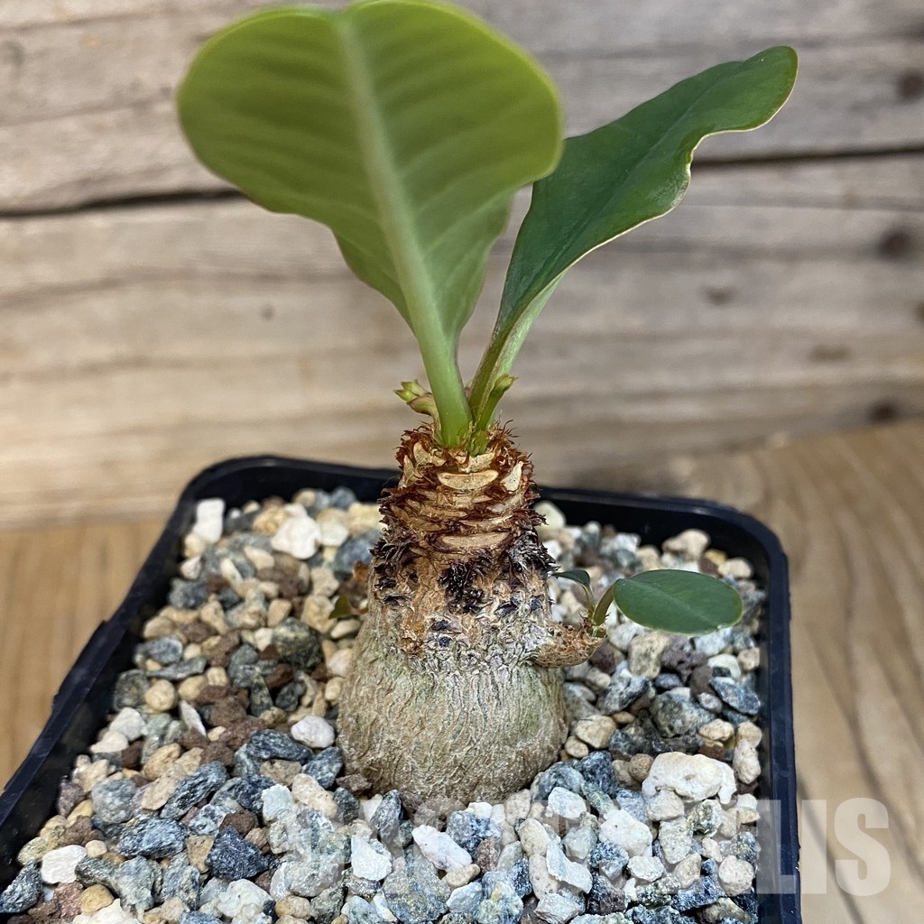 SH28883 Euphorbia ramena - Зображення 2