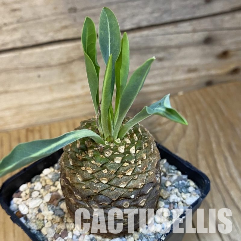 SH28886 Euphorbia bupleurifolia