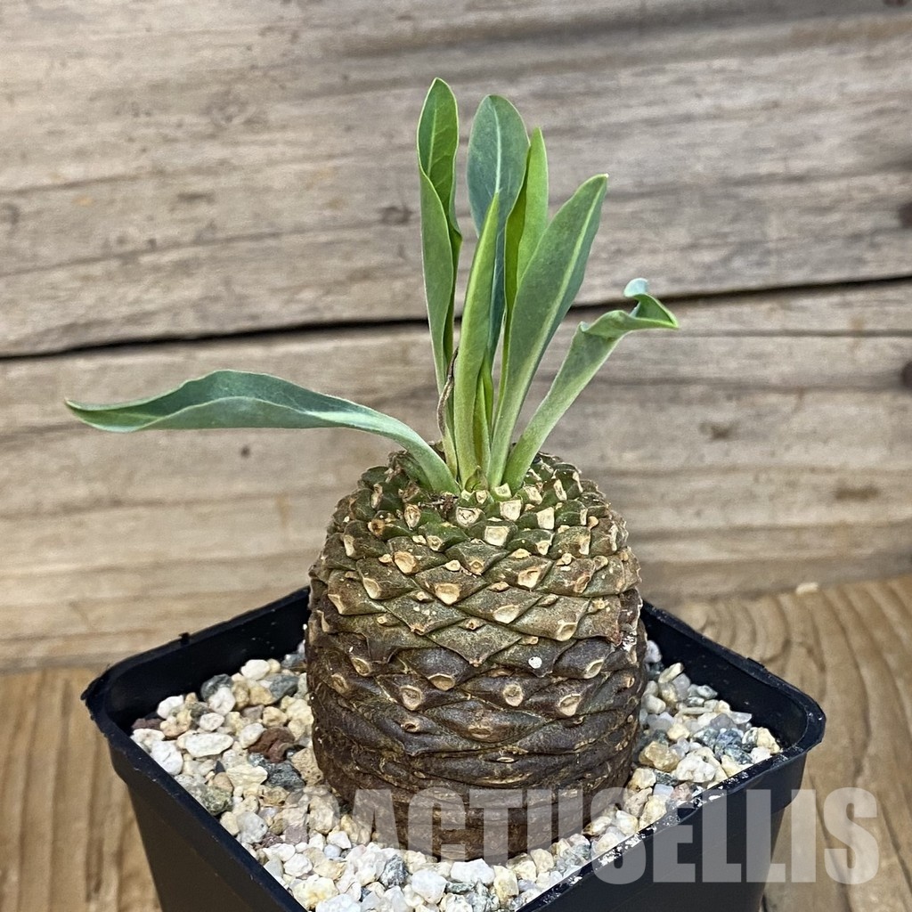 SH28886 Euphorbia bupleurifolia - immagine 2