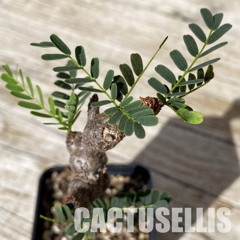 SH28888 Senna meridionalis