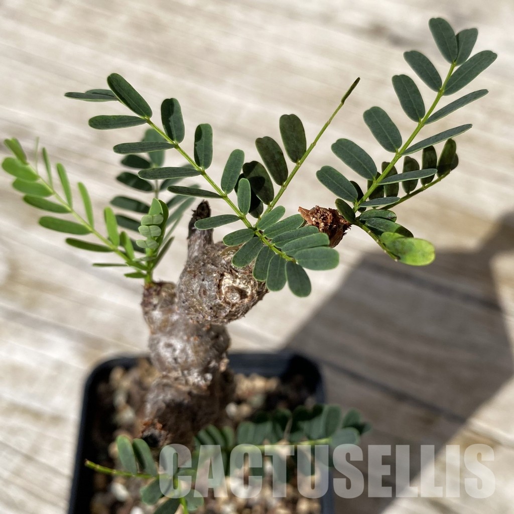 SH28888 Senna meridionalis