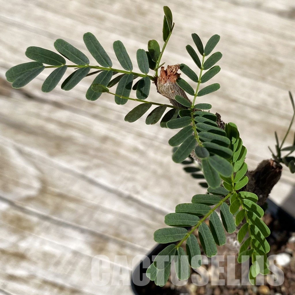 SH28888 Senna meridionalis - immagine 2