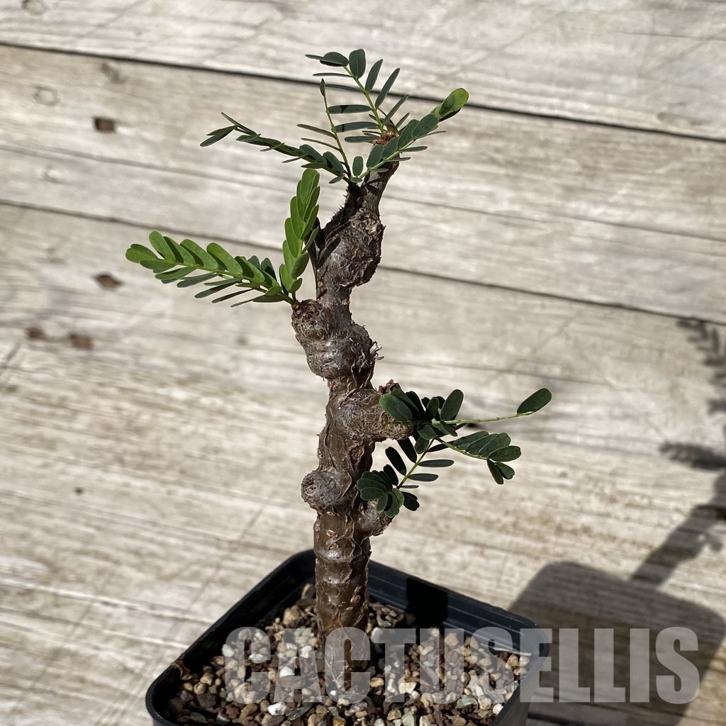 SH28888 Senna meridionalis - immagine 3