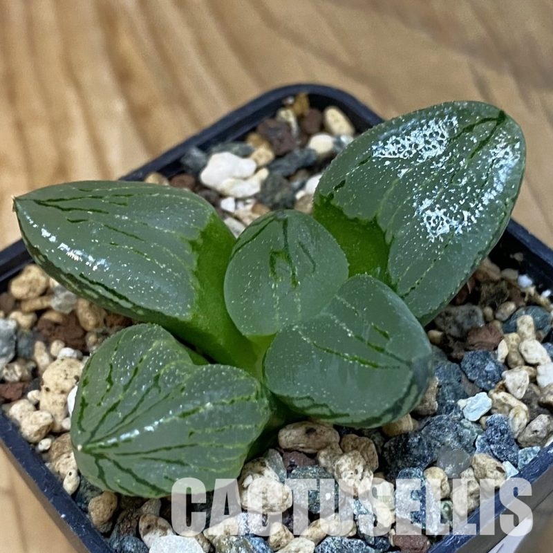 SH28816 Haworthia comptoniana 'Corn Poppy'