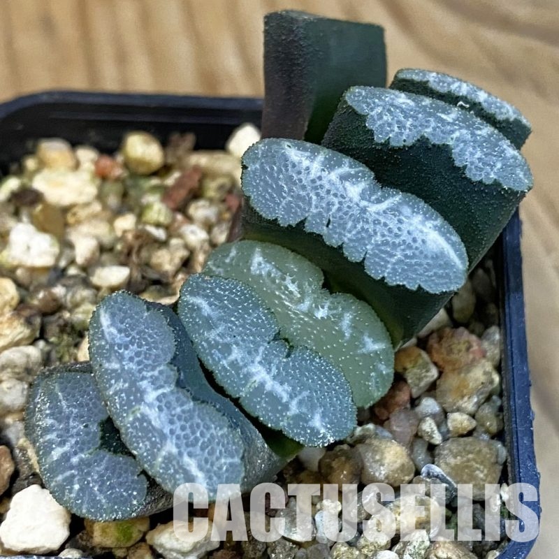 SH28817 Haworthia truncata -Japan-