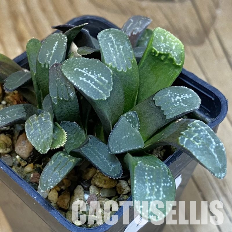 SH28818 Haworthia groenewaldii