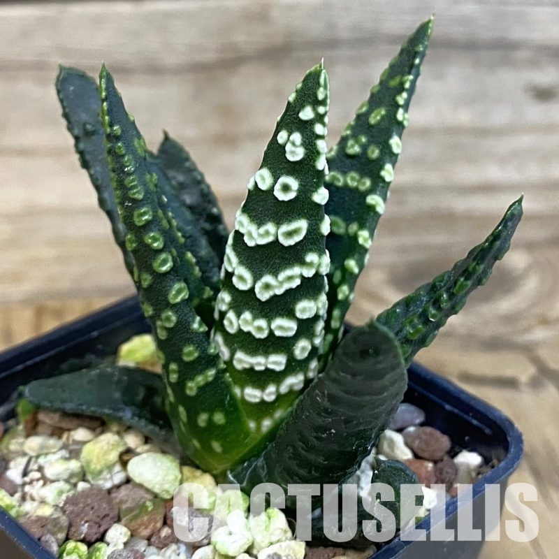 SH28809 Haworthia pumila 'Donut'
