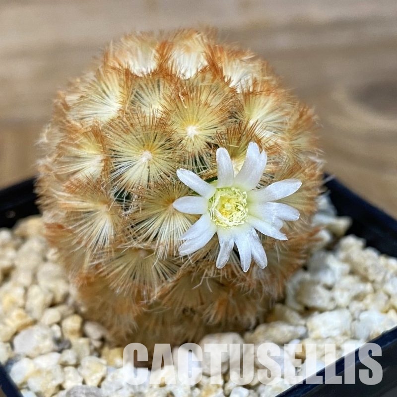 SH28832 Mammillaria carmenae hybrid