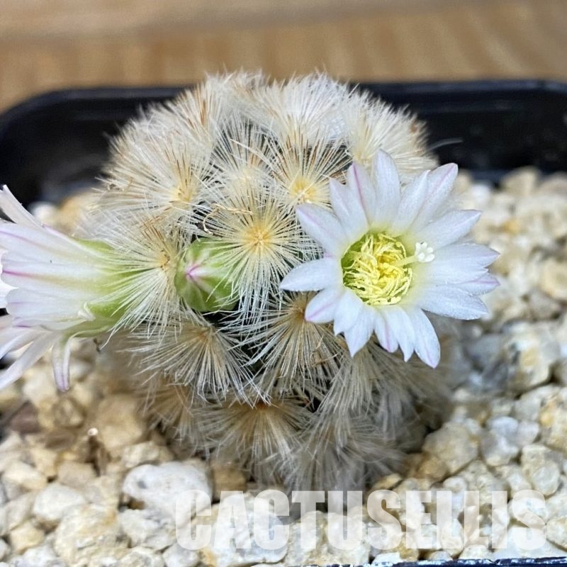 SH28833 Mammillaria carmenae hybrid