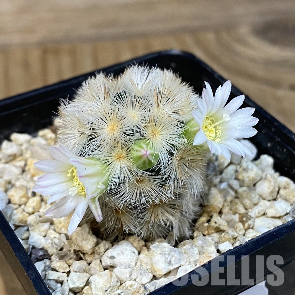 SH28833 Mammillaria carmenae hybrid - Imagen 2