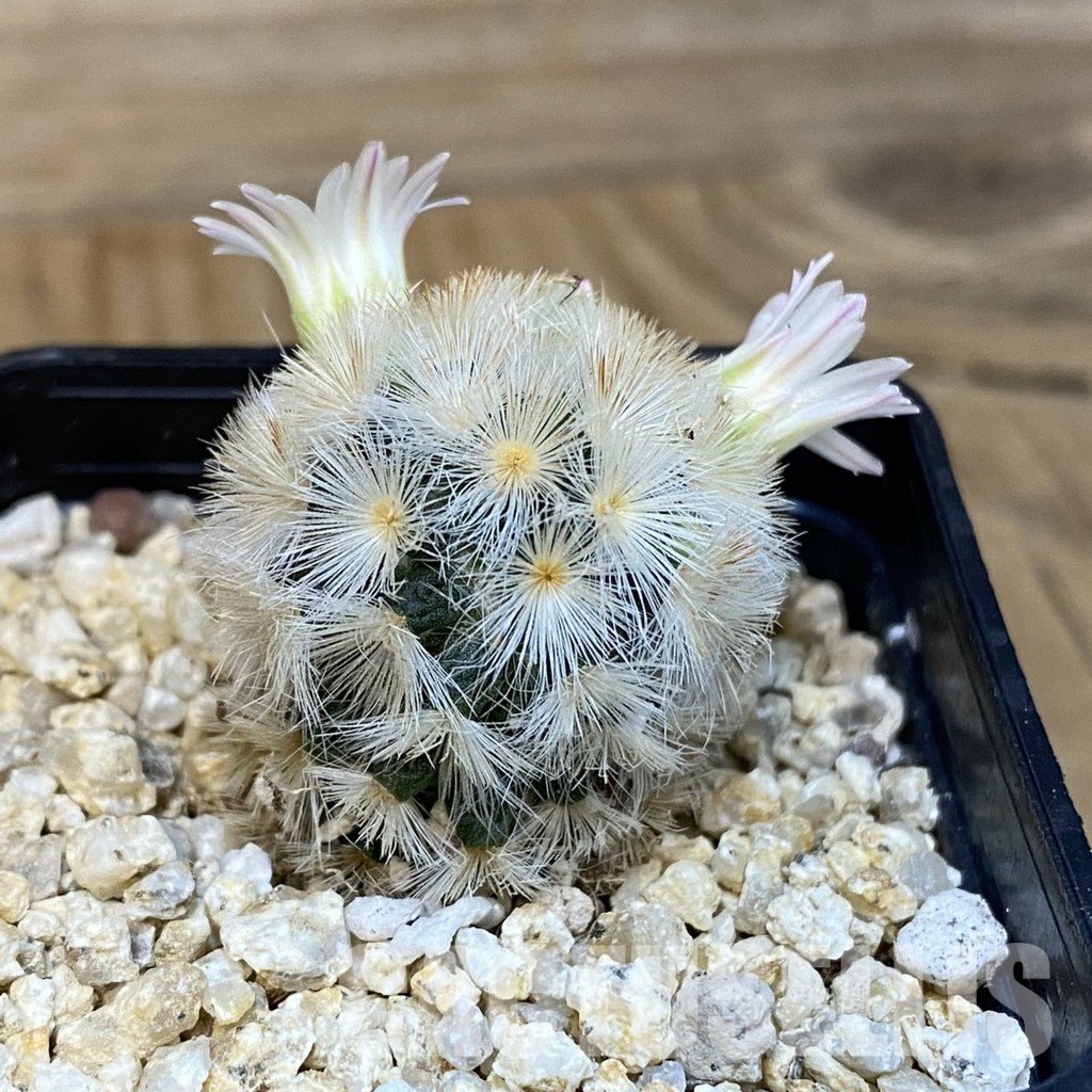 SH28833 Mammillaria carmenae hybrid - Imagen 3