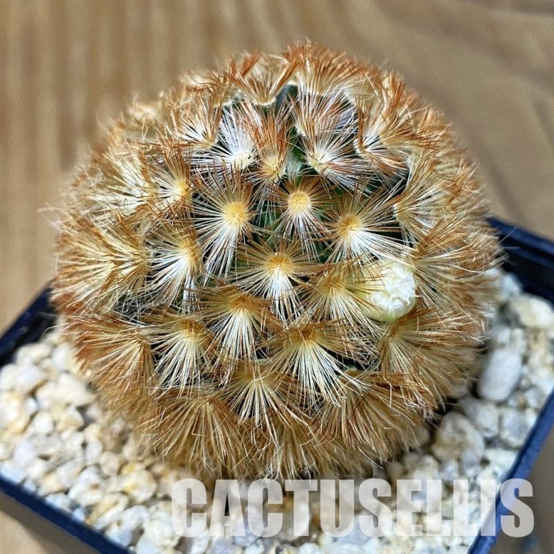 SH28834 Mammillaria carmenae hybrid