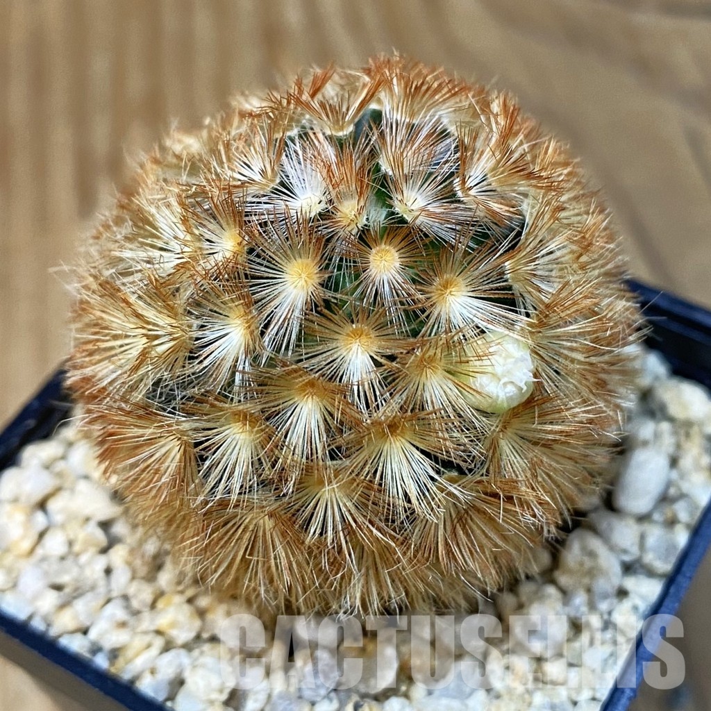 SH28834 Mammillaria carmenae hybrid