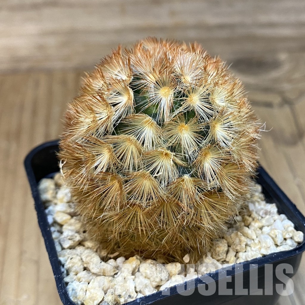 SH28834 Mammillaria carmenae hybrid - Imagen 2