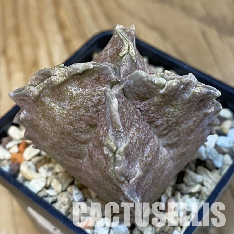 SH28836 Whitesloanea crassa