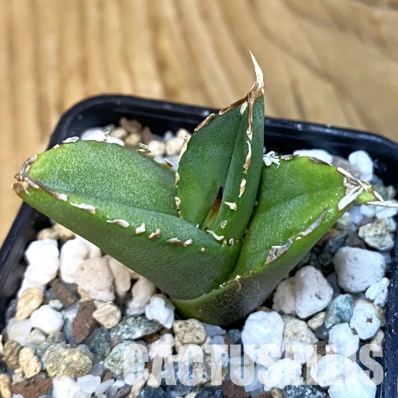 SH28837 Agave titanota 'White Thorusel'