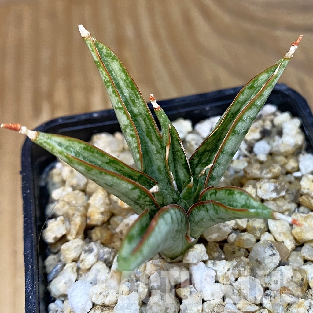 SH28838 Sansevieria 'Margarita'