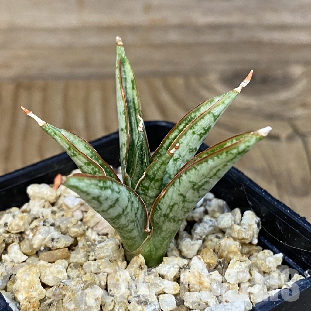 SH28838 Sansevieria 'Margarita' - Imagen 2