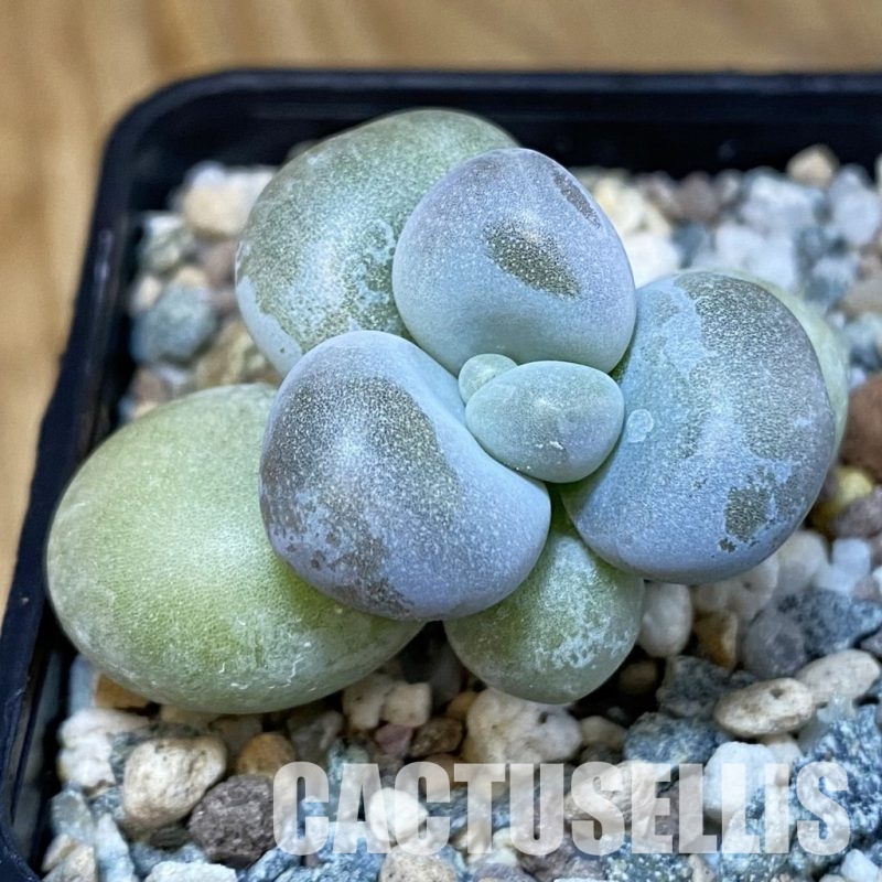 SH28839 Pachyphytum oviferum
