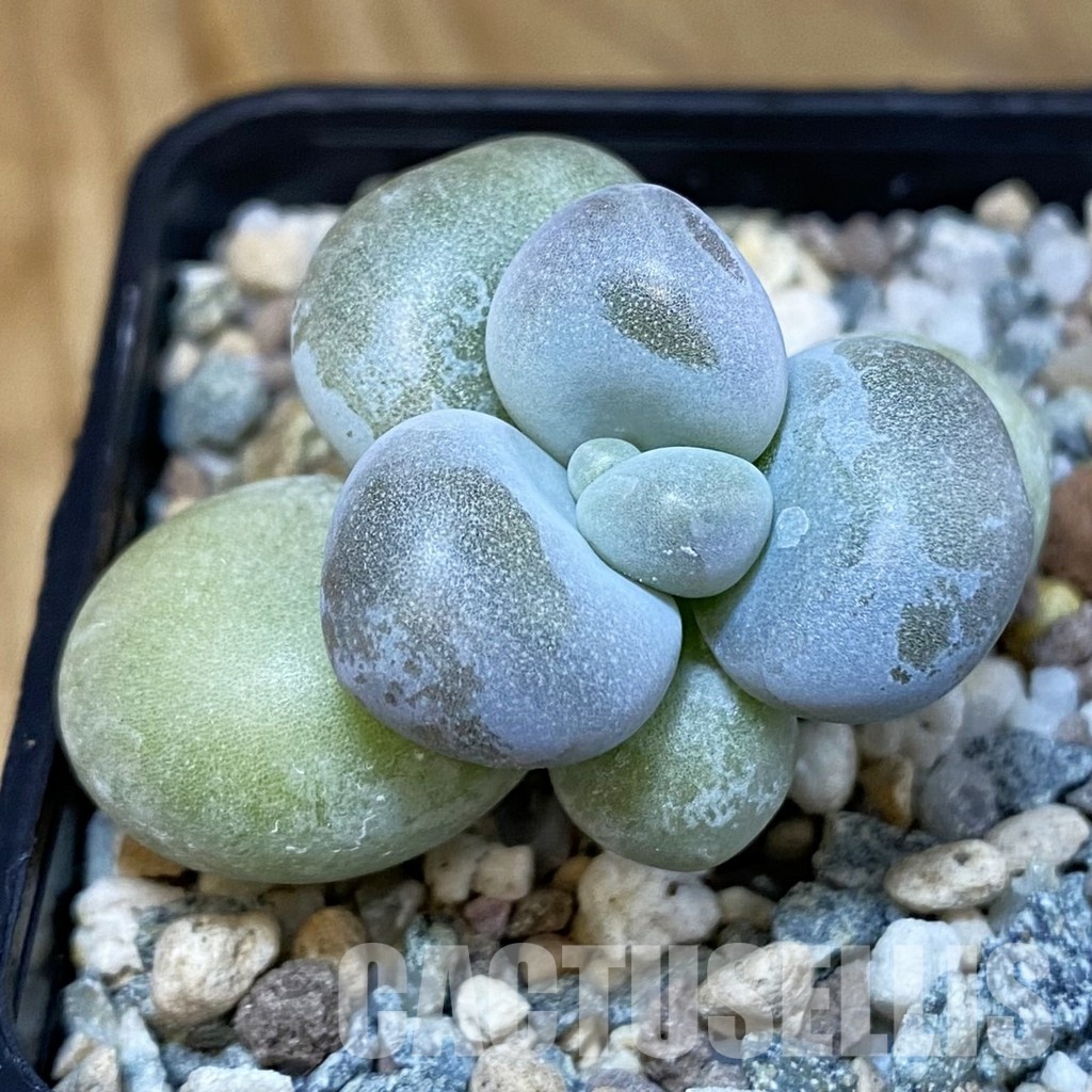 SH28839 Pachyphytum oviferum