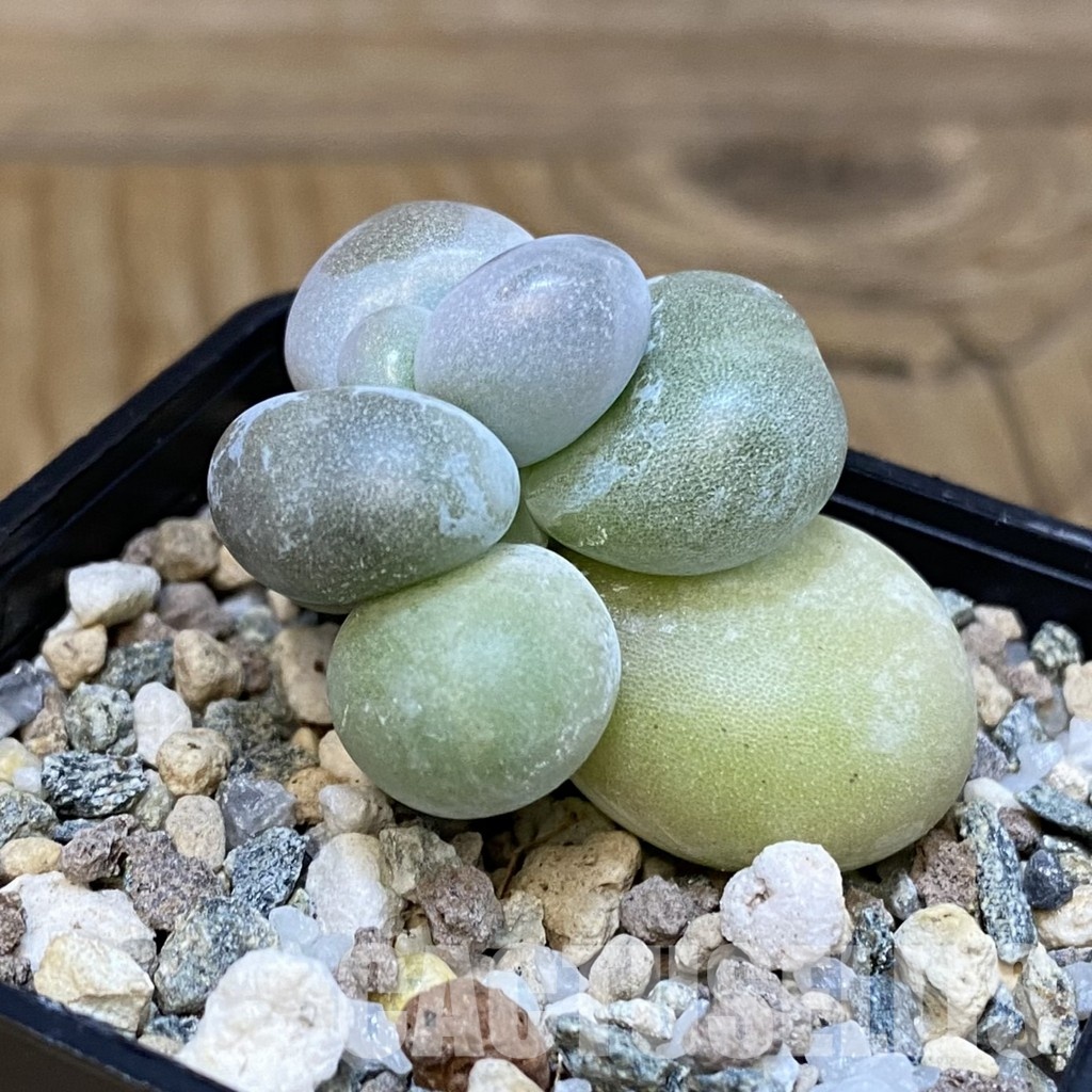 SH28839 Pachyphytum oviferum - Imagen 2