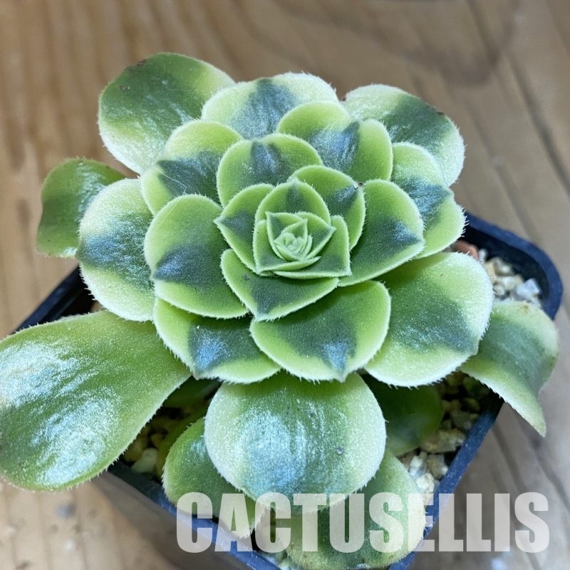 SH28840 Aeonium 'Green Bean'