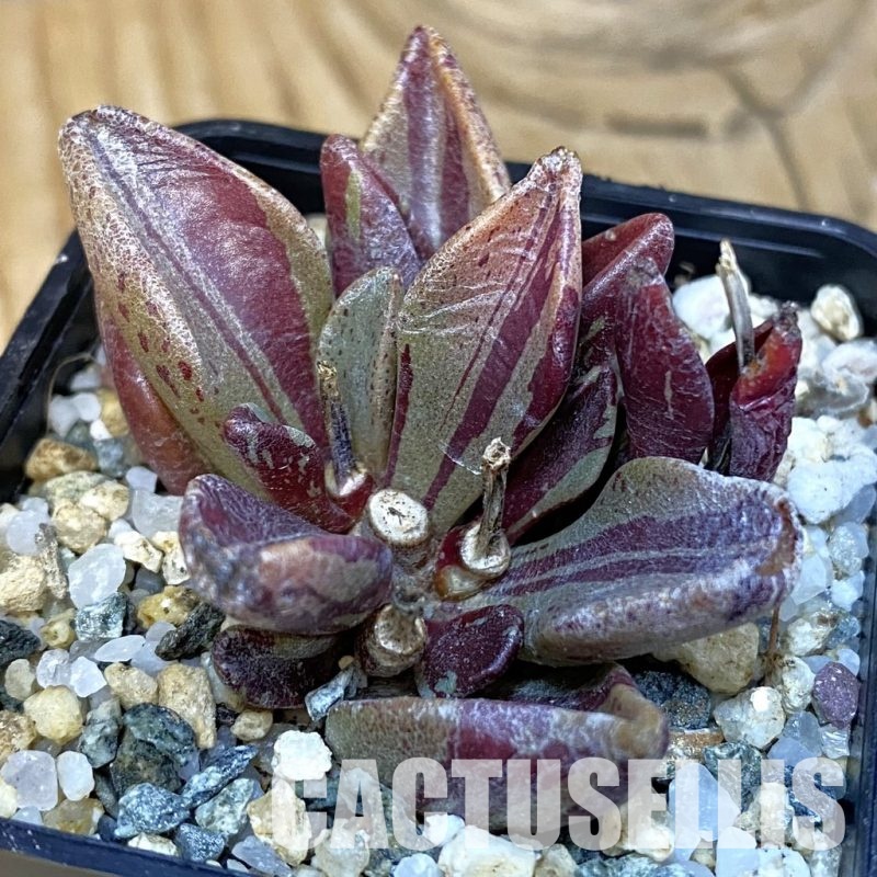 SH28841 Lenophyllum guttatum f. variegata