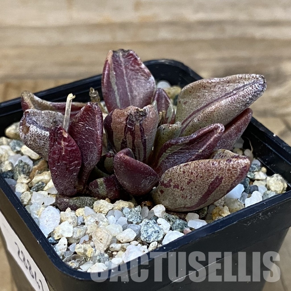 SH28841 Lenophyllum guttatum f. variegata - Imagen 2