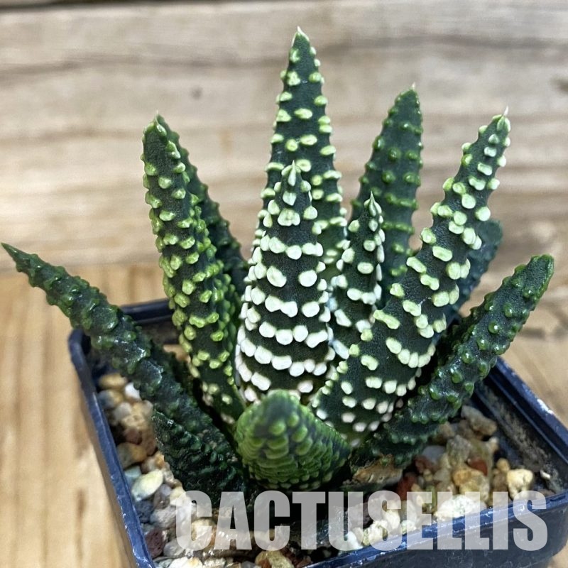 SH28810 Haworthia pumila SH