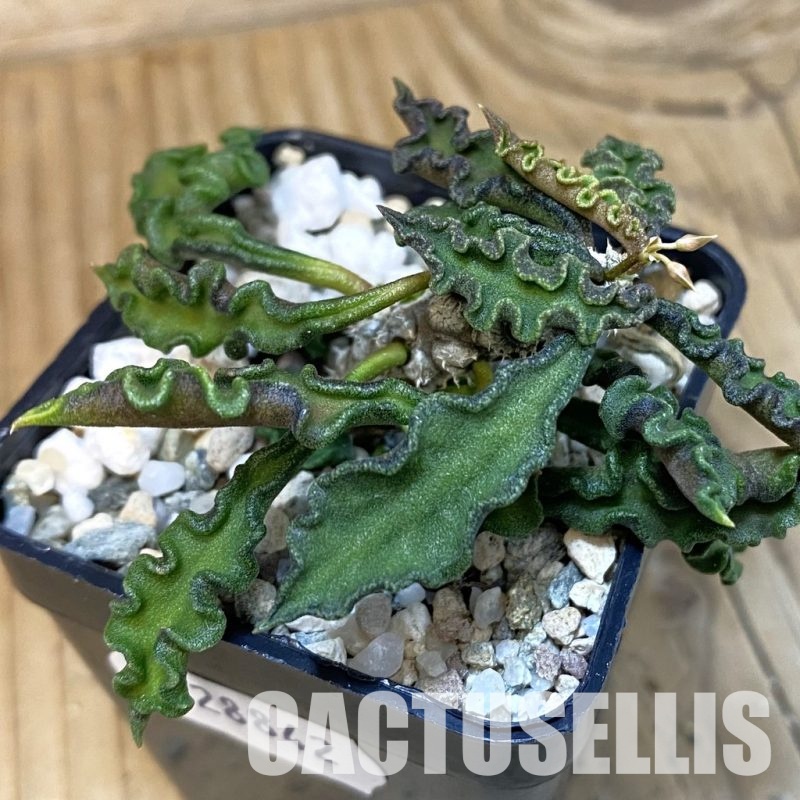 SH28842 Euphorbia decaryi v. spirosticha