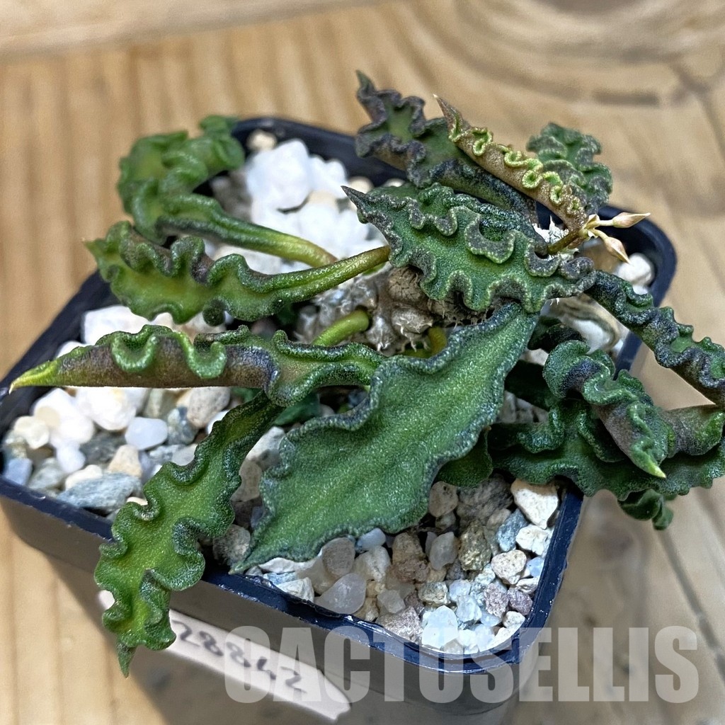 SH28842 Euphorbia decaryi v. spirosticha