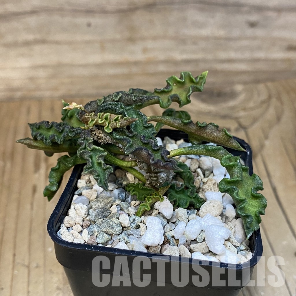 SH28842 Euphorbia decaryi v. spirosticha - Imagen 2