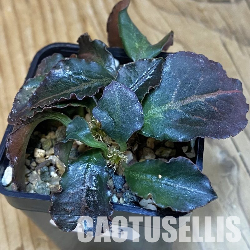 SH28843 Euphorbia francoisii hybrid