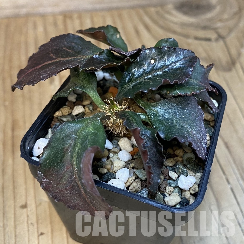 SH28843 Euphorbia francoisii hybrid - Imagen 2